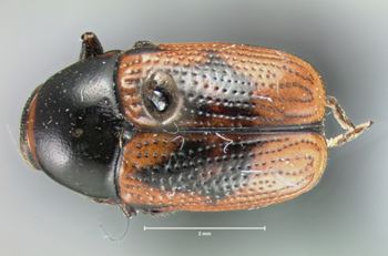 Media type: image; Entomology 9271   Aspect: habitus dorsal view